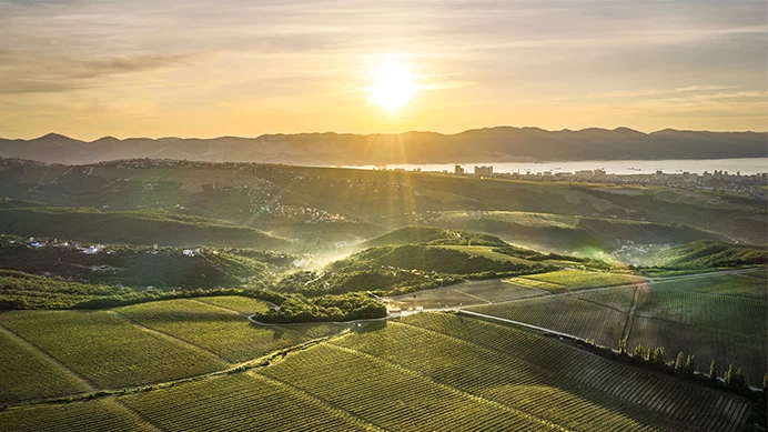 Солнце и виноградники Солнце и виноградники