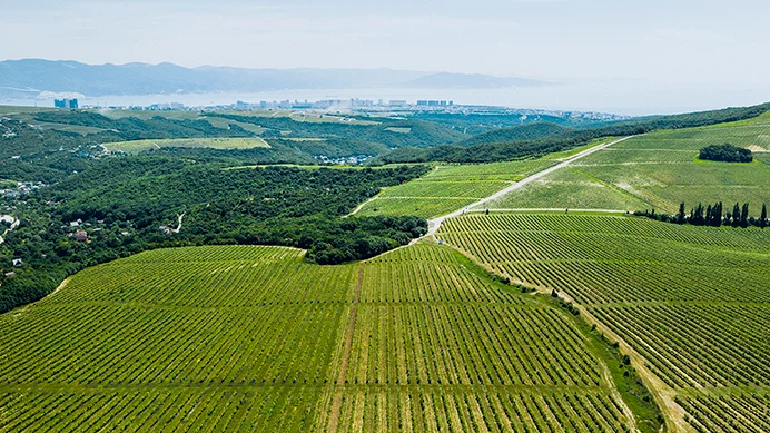 Виноградники на склоне горы Колдун Виноградники на склоне горы Колдун
