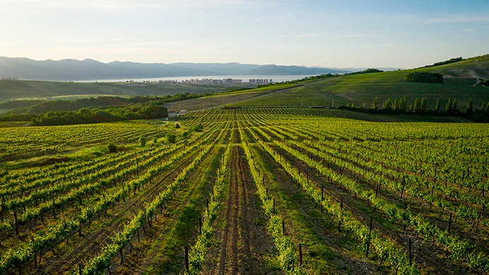 Виноградники Шато Пино и вид на Новороссийск Виноградники Шато Пино и вид на Новороссийск