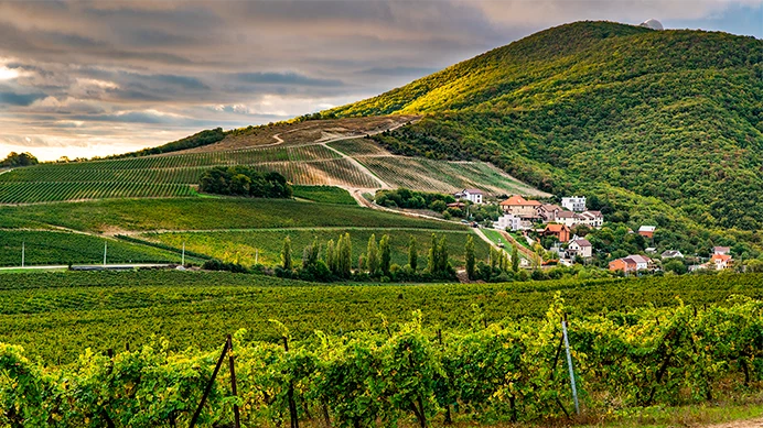 Виноградники Шато Пино Виноградники Шато Пино