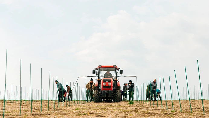 Посадка винограда Посадка винограда