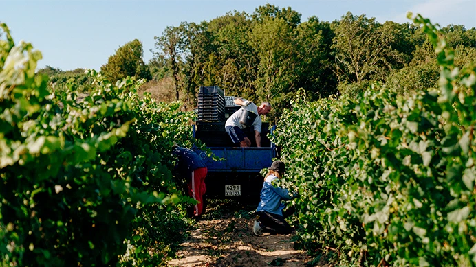 Сбор винограда Сбор винограда