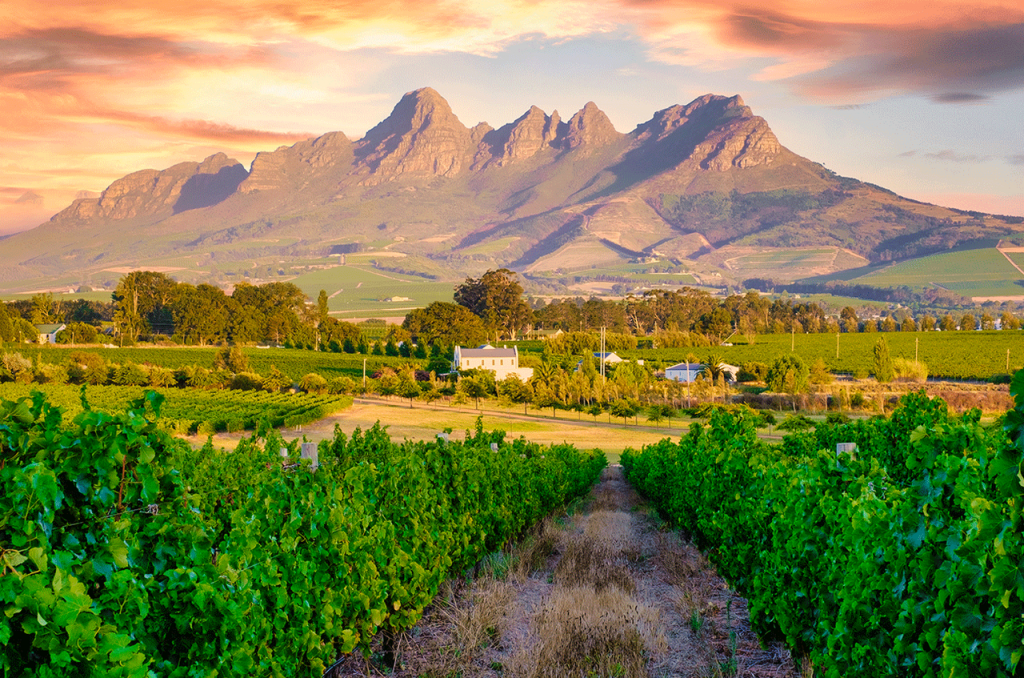 Триумф Шенен Блан: как один сорт стал главной звездой ЮАР на Decanter World Wine Awards 2026